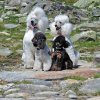 grimsel5595